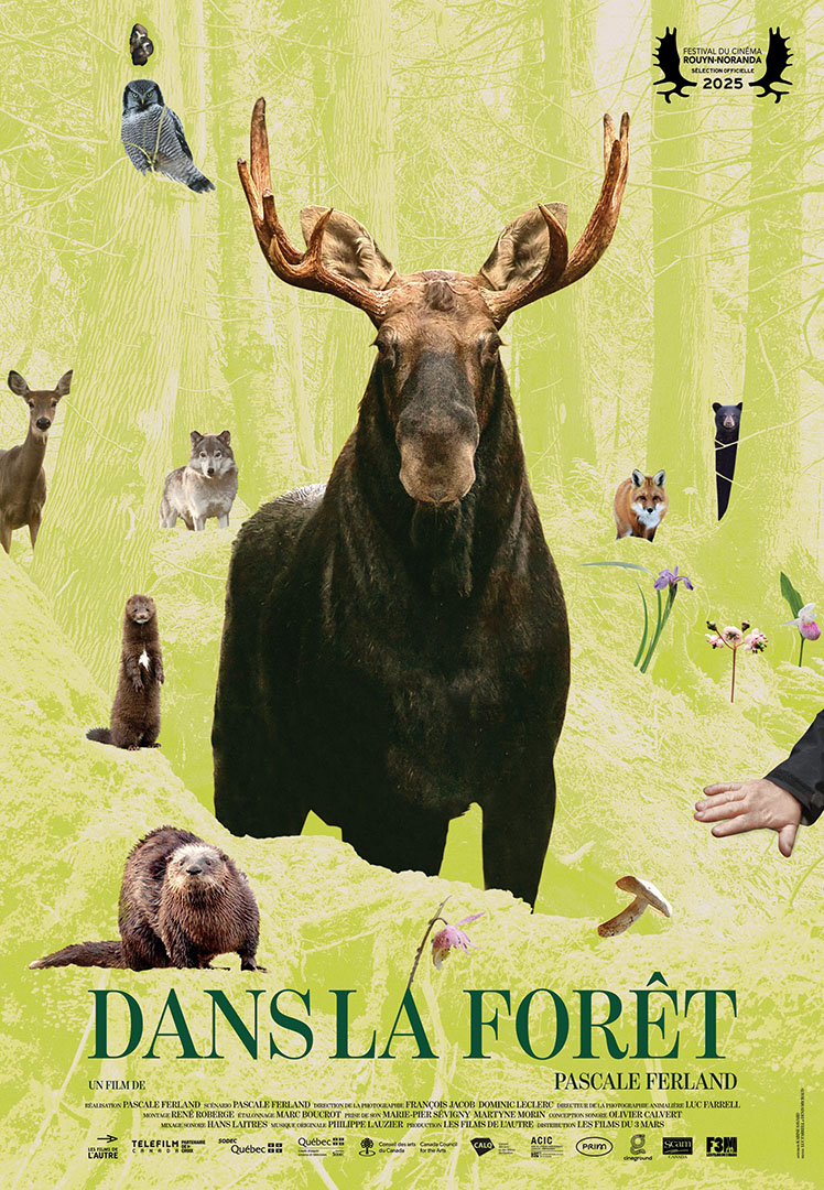Dans la forêt