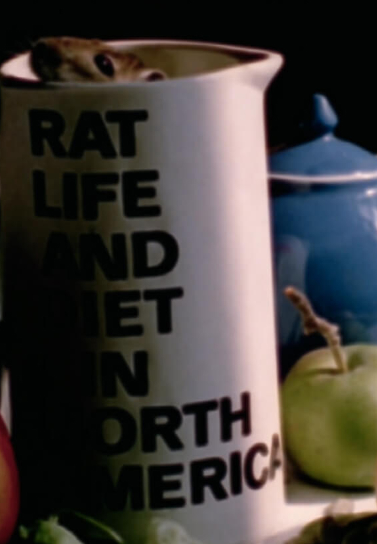 Rat Life And Diet In North America